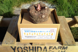 ＜うんまい！＞こんにゃく・さといも【１.５ｋｇ】