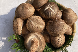 【たっぷりお買い得】1.8kg 原木栽培 生しいたけ 原木椎茸