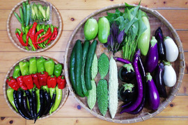 【農薬化学肥料不使用】おまかせ野菜セット【８種類以上の野菜】【金曜日発送】【あわせ買い可】【熨斗(のし)対応可】【８０サイズ箱】