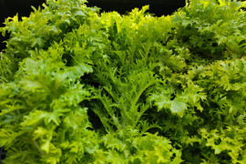 ✨農薬・化成肥料不使用の採れたてサラダセット（たっぷり600g：わさびリーフ300g+ミックスレタス300g）✨