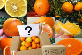 【柑橘食べ比べ】甘～いみかん！お手頃価格で食べきりサイズ！旬のこだわり柑橘をまるごと楽しむ！３～５種類入り！何の品種が入っているか「お楽しみかん」 ご家庭用　約2kg入【商品番号999】