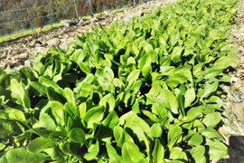 春のほうれん草　【直ぐお届けできます】
２００ｇ入りを５パック（１ｋｇ）
農薬不使用の栽培です。
お子様や妊婦さん、お年寄りにも安全で安心に召しがって頂ける野菜に仕上げております。