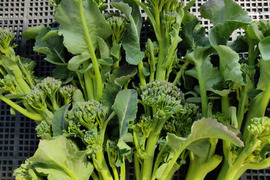 ✨朝採れ直送「スティックセニョール約300g」+「ずっしり肉厚ほうれん草たっぷり約500g（250g×2袋）」農薬・化成肥料不使用✨