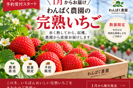 【1月発送・予約販売】わんぱく農園の完熟いちご