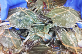 ❄️急速冷凍 ２kg 訳ありワタリガニ🦀オス・メス混合🌊ガザミ がざみ🧊冷凍蟹 冷凍生カニ 冷凍カニ 冷凍蟹 🧄ケジャン🔥油で揚げて殻ごと食べることも可能🍽🏝松島牡蠣屋 🦞雄雌
