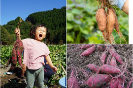【小さなお子様でもOK】紅はるかと安納芋（２Ｓ~Ｓ）２０kgセット！栽培期間中農薬不使用の「さつまいも」