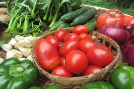 【トマトがメイン】お試しサイズ！旬の夏野菜5品セット