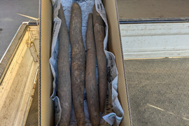 しゃきしゃきの「信州産長芋」(ご家庭用・5㌔入)