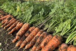 香りも味も濃い！黒田五寸人参3kg