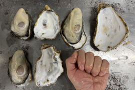 話題の生で食べられる美浄生牡蠣　殻付き15個