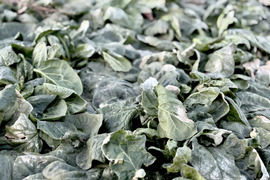 2kg｜信州産｜氷点下で育つ濃厚甘い露地ほうれん草