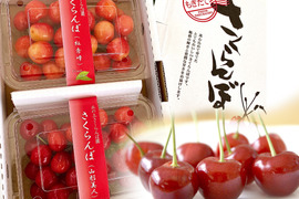 【2026年予約早割】さくらんぼ食べ比べ🍒7品種から旬の2品種をお届け！佐藤錦や紅秀峰など品種はおまかせ🍒