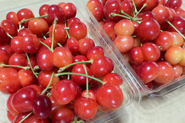 【 さくらんぼ：佐藤錦：双子ちゃんパック 】山形県天童産 500g【 届いてビックリ！！ 】【 訳あり 】父の日のプレゼント❤️🍒