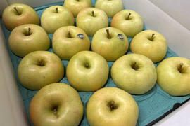 【ときめく甘さ】 トキ 約3kg(8～12個)
