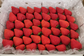 完熟よつぼし☆（ご家庭用・1箱約１キロ）大箱