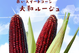 軽井沢 産高原野菜 大和ルージュ 赤いスイートコーン とうもろこし サイズ混合 6本 セット