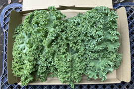 【鹿児島産】甘塩カリーノケール箱込み200g^_^