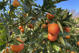 【訳あり】ブラッドオレンジ　モロ　3kg