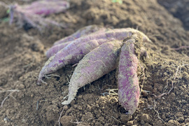 ≪予約販売≫☆有機JAS認証☆熟成さつまいも約1.8kg【2月発送予定】