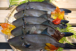 【刺身用】天然ウマヅラハギ 300g以上×5匹｜日本海・深浦直送｜未来丸厳選