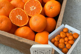 濃甘っ！黄金熟成で晩生品種のみかん本来の甘さや旨さを最大限に！食べるみかんジュース！これぞ！まさにトップ・オブ・ザ・みかん！超熟みかん「熟太郎（じゅくたろう）」　お試し品　サイズ混合　３kg【626】