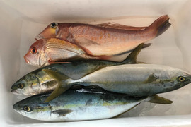 【4名限定】冬の日本海！漁師におまかせセット