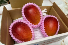 南国鹿児島産　完熟アップルマンゴー（約650g）3～4個入り【お手頃価格】【数量限定】【夏ギフト】
