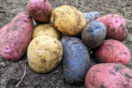 カラフル！いろいろ彩り じゃがいもセット(3kg)
