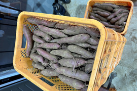 新芋‼30日低温保管♪茨城県産紅はるかSサイズ５㎏　さつまいも