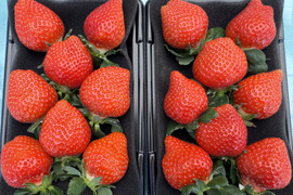 【東京・練馬産】完熟収穫のみくのか 250g x 2p