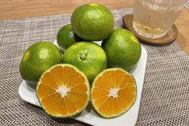 超極早生みかん 味一号 約5kg