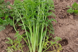 ✨香り高い栄養満点！摘みたて「葉ニンジン」約500g（根付き・根なし混在）｜農薬・化成肥料不使用✨