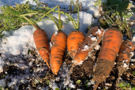 【自然栽培】鮮紅三寸人参 2kg