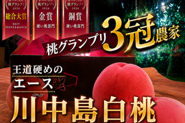 🎊全国桃グランプリ3冠小野桃園ブランド🎊王道硬めのエース川中島白桃🍑一流レストラン御用達約1キロお試しキャンペーン【朝どれ】【夏ギフト】8月上旬予約