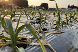 R７年産！青森県産★大玉★ニンニク　１kg