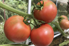 有機トマト1.7kg