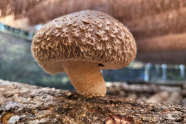 【生しいたけ】（500g）京都府産　原木栽培　農薬不使用
