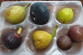 秋の希少いちじくお楽しみセット【農薬・除草剤・化学肥料不使用】