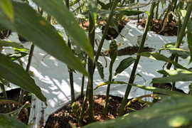 ろんぱん様専用R7洗い新生姜1キロ