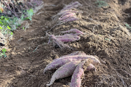 ☆有機JAS認証☆新物さつまいも約1.8kg