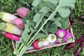 旬の野菜を堪能できる。朝採れ自然栽培野菜セット　５～７種類　約３～４kg