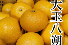 【八朔(はっさく) 大玉3Lサイズ以上 ご家庭用 8kg】