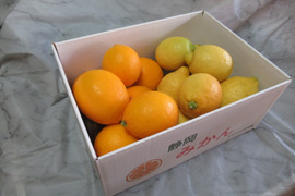 香りと酸味を楽しむ｜マイヤーレモン＆リスボンレモン 食べ比べセット2kg
皮まで使える・静岡県産