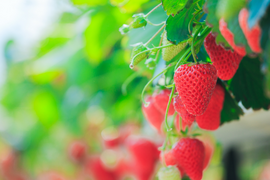 モンスターいちごが登場！宮城県産「スターナイト」！250ｇ×2ｐ入り