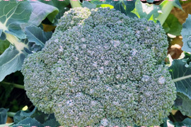 ブロッコリーの通販｜野菜｜食べチョク｜産地直送(産直)お取り寄せ通販