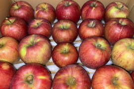 【訳あり】早生の定番！山形県産りんご「つがる」（訳あり・5kg）