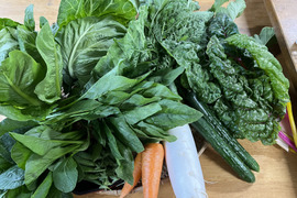 【旬で新鮮！】淡路島からお届けする新鮮野菜セット Mサイズ（9〜10品入り）