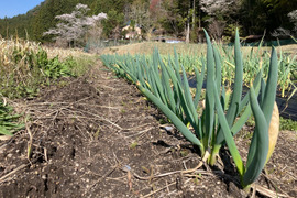 【農薬・化学肥料不使用】坊主知らずネギ　2kg　岐阜県産　農家の台所から～希少ネギ★ﾈｰｷﾞﾈｷﾞY(^o^)Y葱Y(^o^)Yﾈｷﾞﾈ-ｷﾞ★