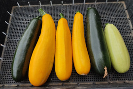 🌈【朝どれ】カラフルズッキーニ食べ比べセット6～8本（約1.5kg～2kg）｜2〜3種おまかせ｜農薬・化成肥料不使用🌈