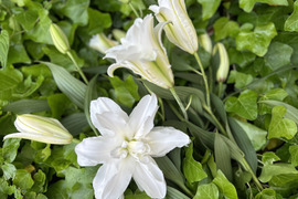 食べチョク初登場！？【簡易包装】■アローサ白八重3本束■~純白で花弁がとてもしっかりしています！！
